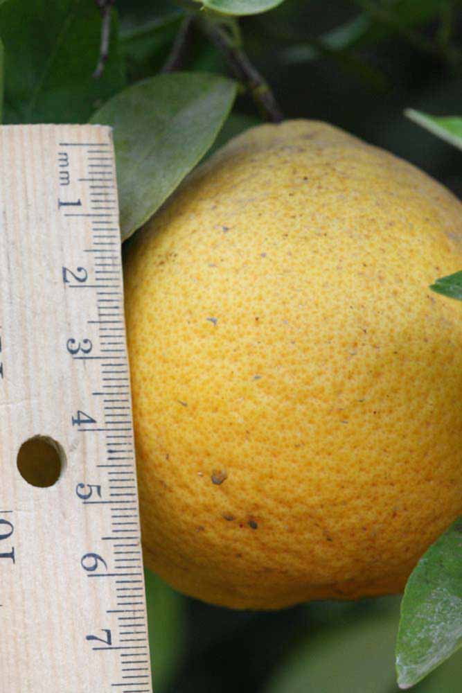            Fruit (Riverside, CA)   